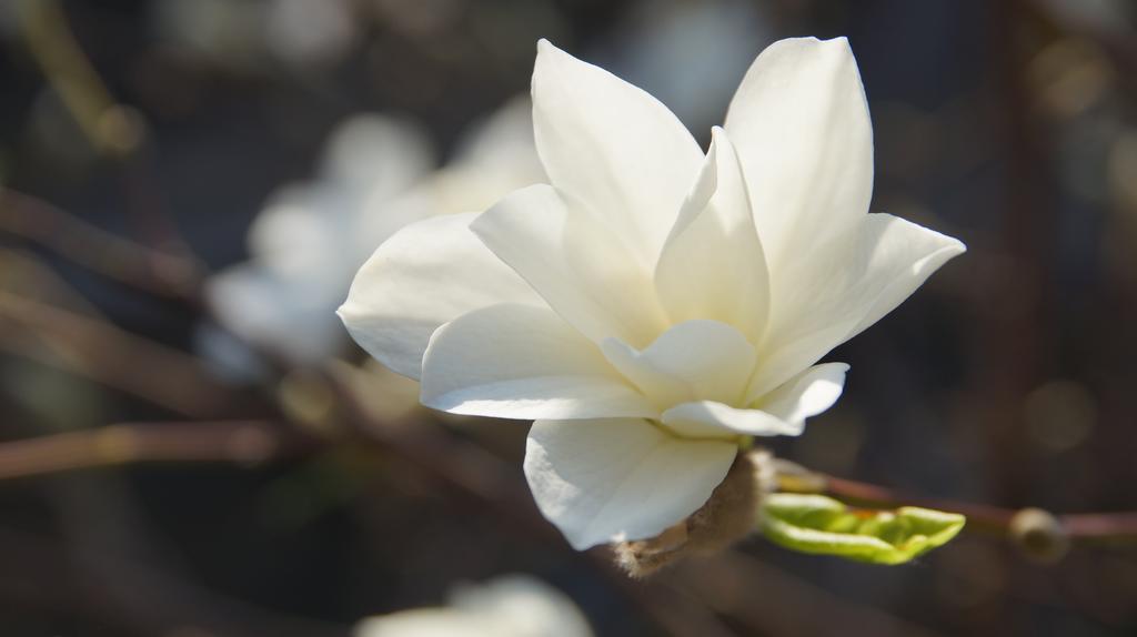 Namelis Prie Magnolijos Appartement Druskininkai Buitenkant foto