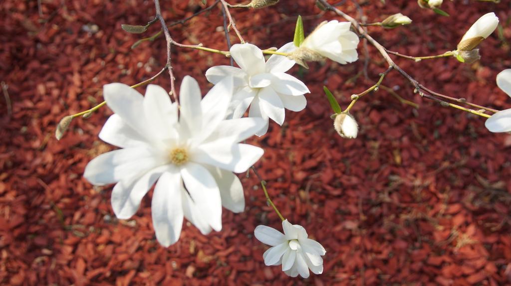 Namelis Prie Magnolijos Appartement Druskininkai Buitenkant foto